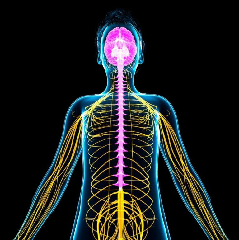 An anatomical illustration against a black background. The brain and spinal cord are highlighted in magenta, while the network of nerves branching out to the limbs and torso are yellow.